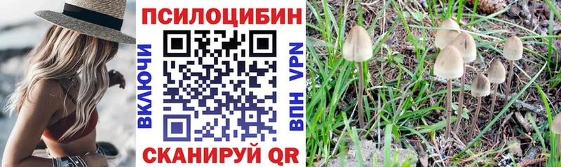 Галлюциногенные грибы Psilocybe  это как зайти  Бийск 