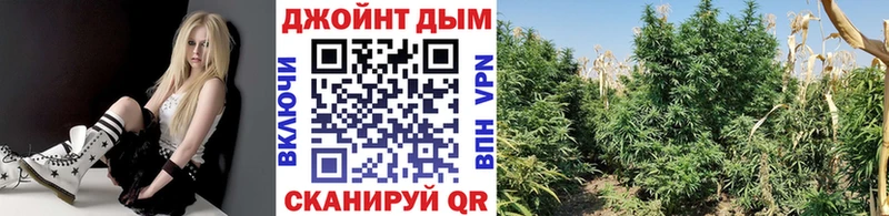 Конопля конопля Бийск
